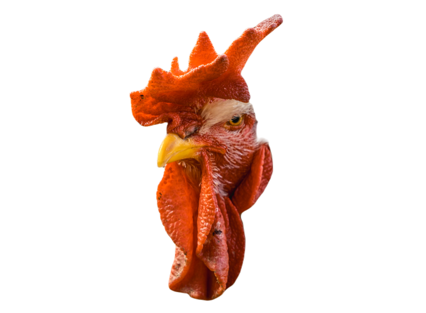 Looking at a white rooster with a red crest in a p 2024 12 09 01 43 56 utc
