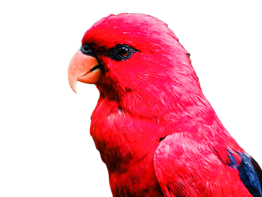 Parrots in the world png file 13