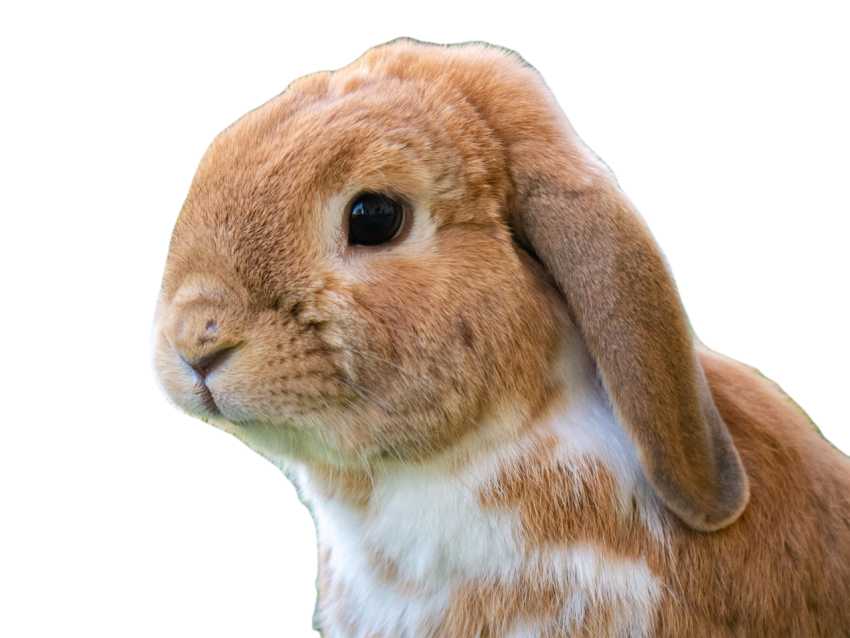 Rabbit 6473257