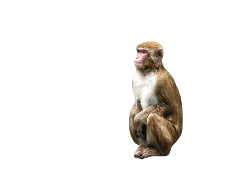 Japanese macaque or snow monkey macaca fuscata 2023 11 27 04 59 38 utc