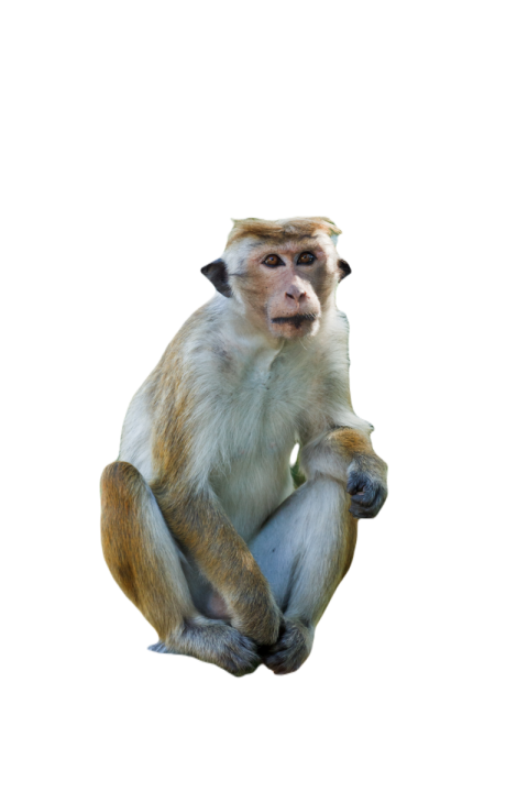 Long tailed macaque 2024 10 17 20 46 00 utc