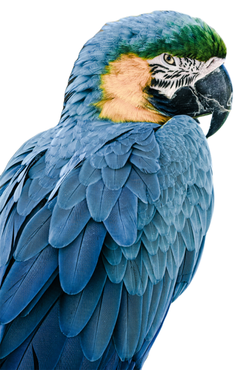 Parrots in the world png file 334