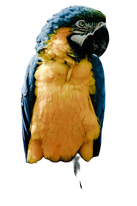 Parrots in the world png file 335
