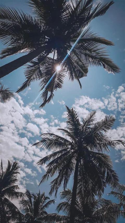 Phone Wallpaper (628)
