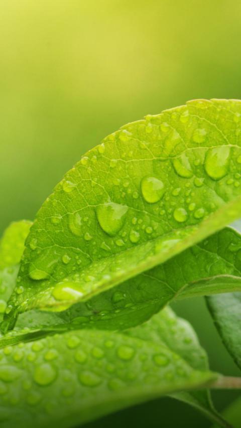 Phone Wallpapers (70)