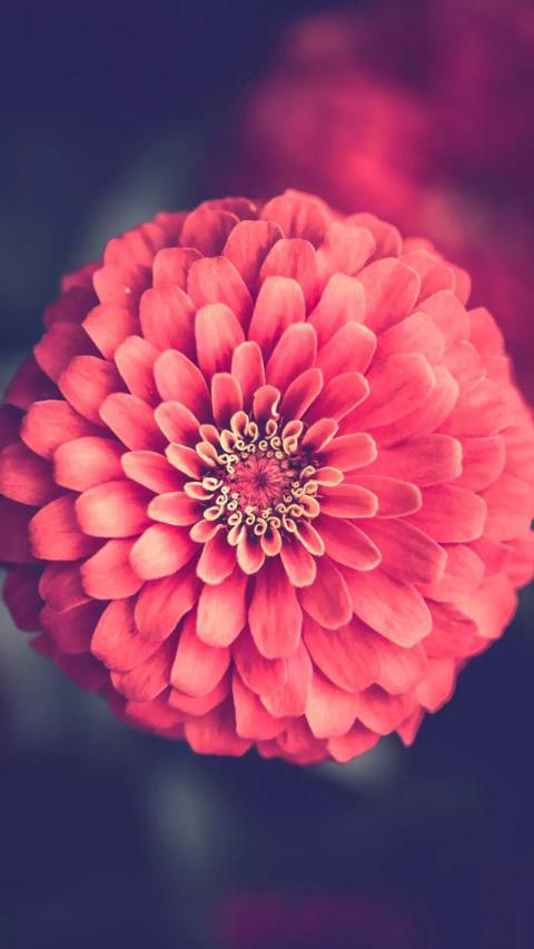 Phone Wallpapers (181)