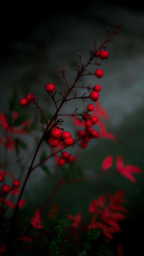 Phone Wallpapers (189)