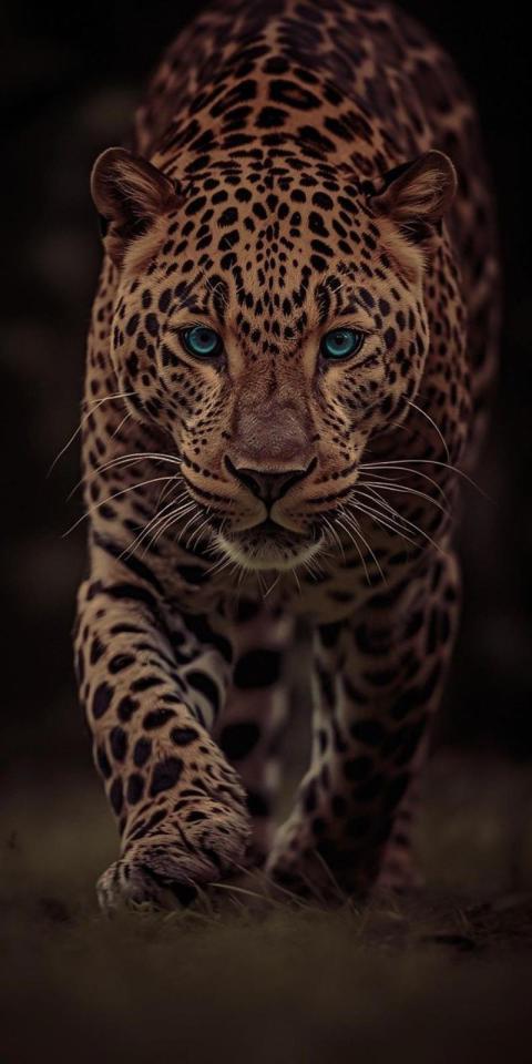 Phone Wallpaper (362)