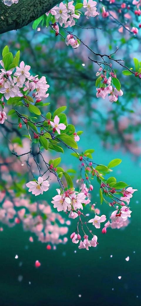 Phone Wallpaper (78)