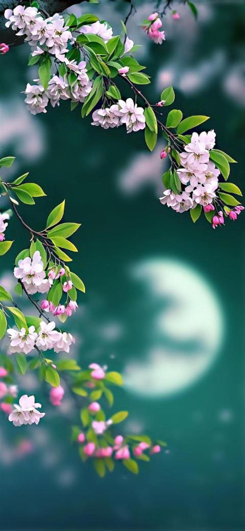 Phone Wallpaper (664)