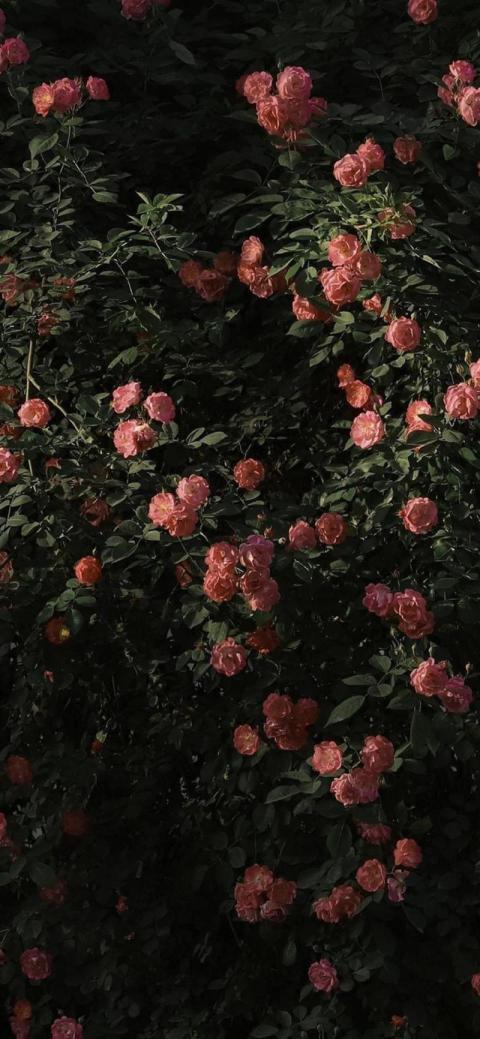 Phone Wallpaper (421)