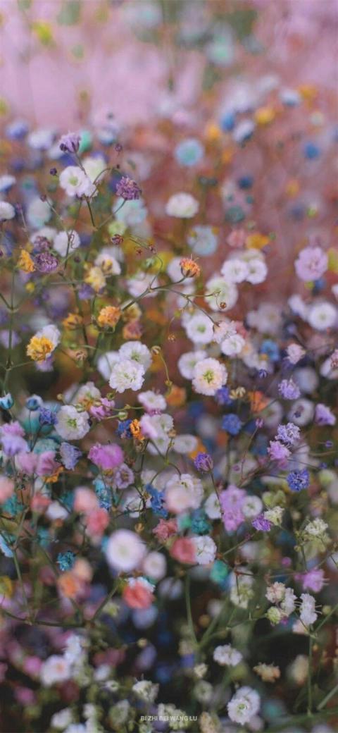 Phone Wallpaper (488)