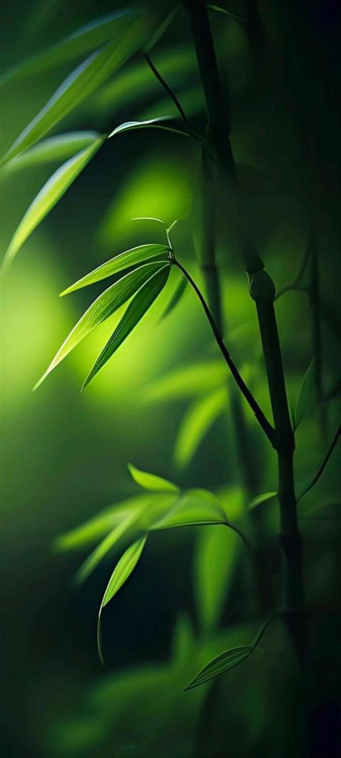 Phone Wallpaper (326)