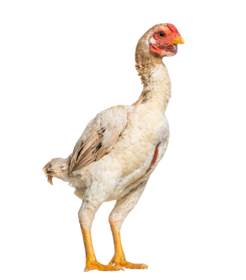 Shamo shamo also known as gamecocks standing agai 2024 09 27 06 01 24 utc