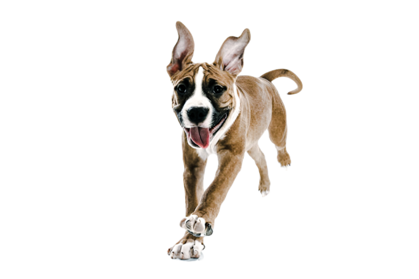 Cute dog, pet 15