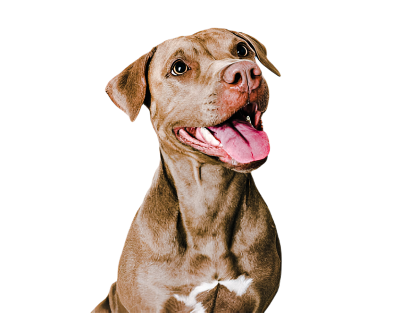 Cute dog, pet 6