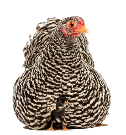 Chicks hiding under mother hen against white backg 2024 09 27 04 00 38 utc