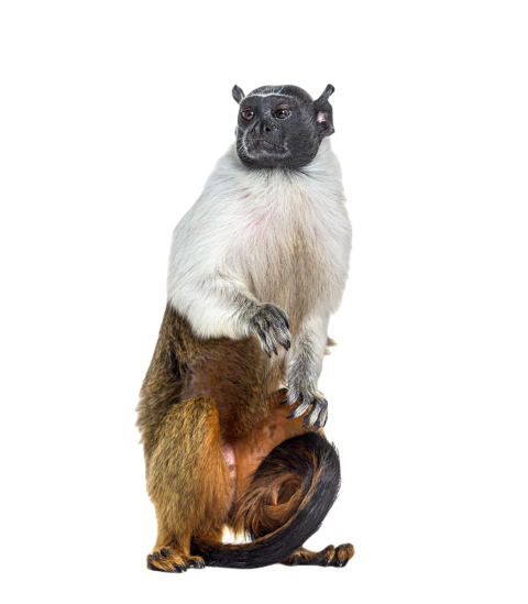 Pied tamarin saguinus bicolor isolated on white 2024 09 26 22 43 16 utc