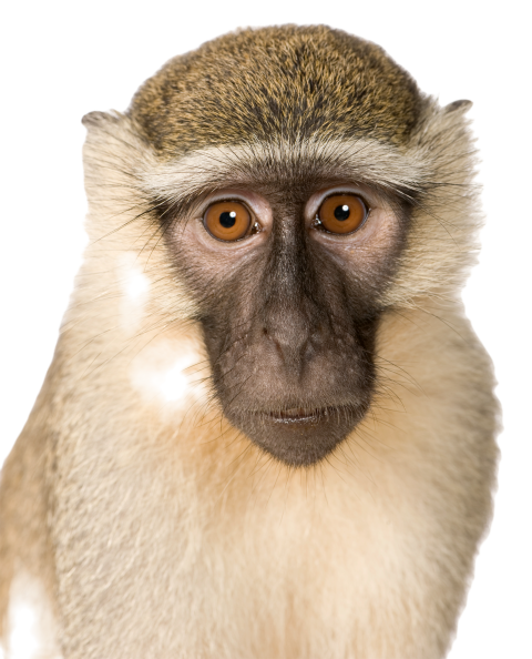 Vervet monkey chlorocebus pygerythrus 2024 09 27 03 05 14 utc