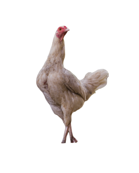 Local chicken 2025 01 08 15 16 13 utc