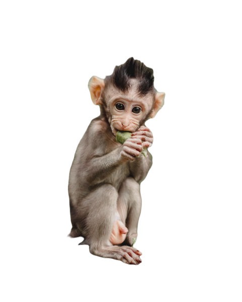 Monkeys in ubud monkey forest bali 2024 12 07 00 29 06 utc