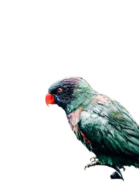 Parrots in the world png file 39