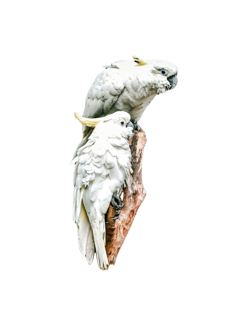 Parrots in the world png file 303