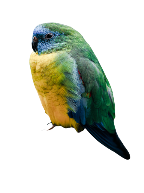 Parrots in the world png file 332