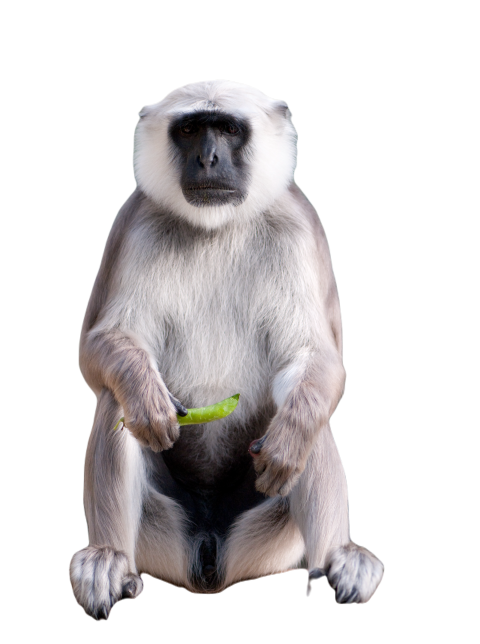 Langure hannunan semnopithecus entellus 10 year 2024 09 27 06 17 47 utc