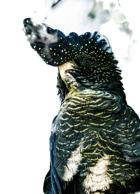 Parrots in the world png file 315