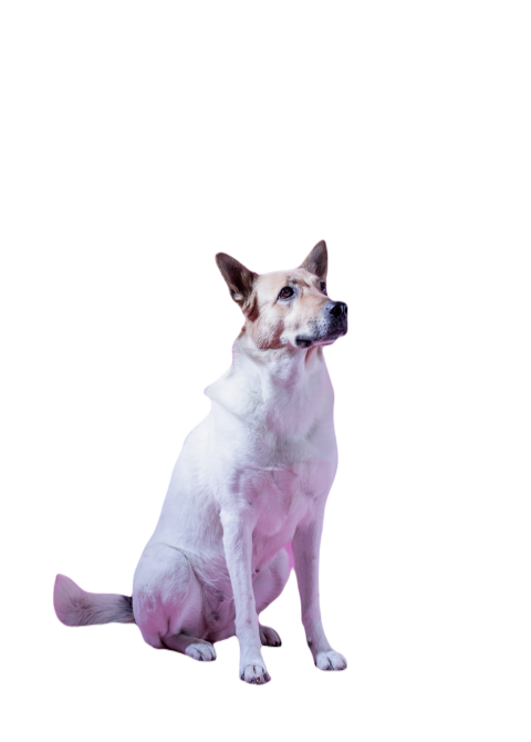Mixed breed cute dog portrait on pink background 2023 11 27 05 01 16 utc (1)