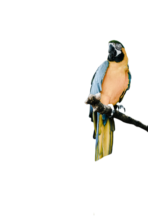 Parrots in the world png file 40