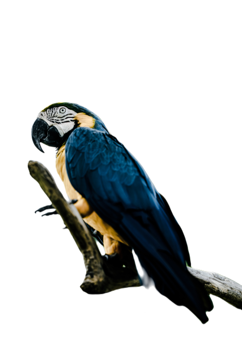Parrots in the world png file 107