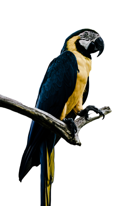 Parrots in the world png file 119