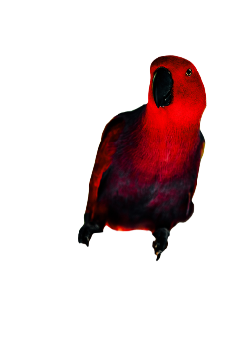 Parrots in the world png file 126