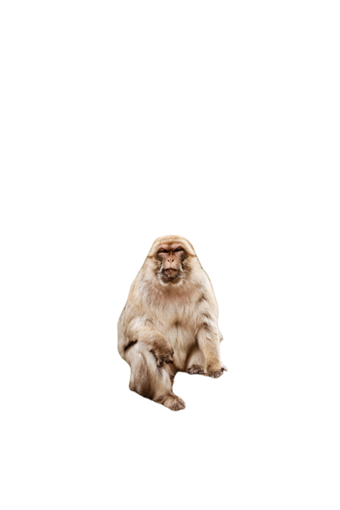 Macaque on the grass little popular monkey monke 2024 10 18 08 24 26 utc
