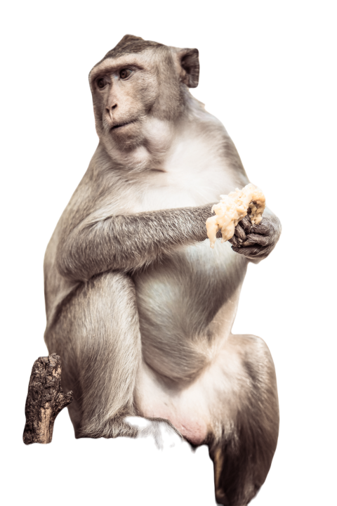 Monkey 2025 01 09 01 41 29 utc