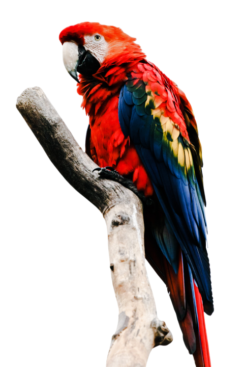 Parrots in the world png file 28