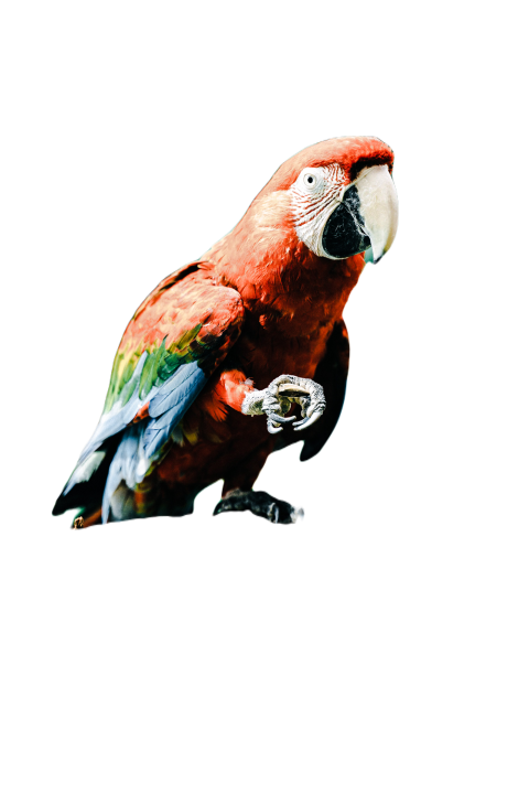 Parrots in the world png file 34