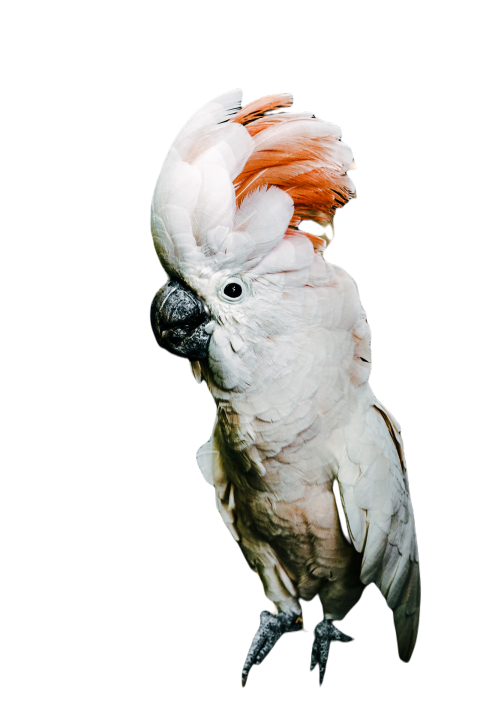 Parrots in the world png file 77