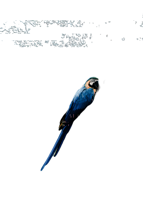 Parrots in the world png file 145