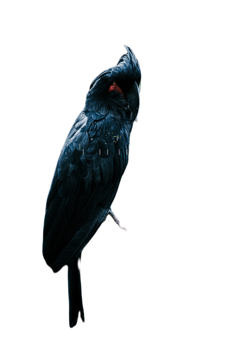 Parrots in the world png file 166