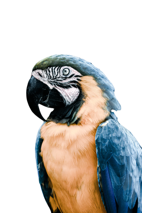 Parrots in the world png file 224