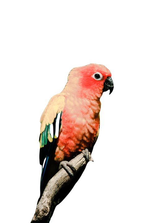 Parrots in the world png file 255