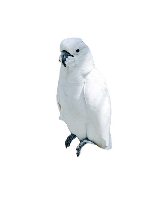 Parrots in the world png file 286