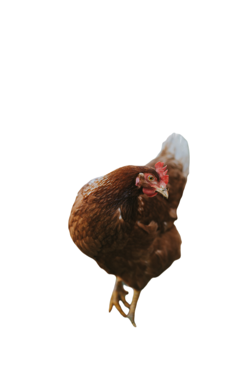 Vertical shot of a cute chicken walking on the gra 2023 11 27 04 51 32 utc