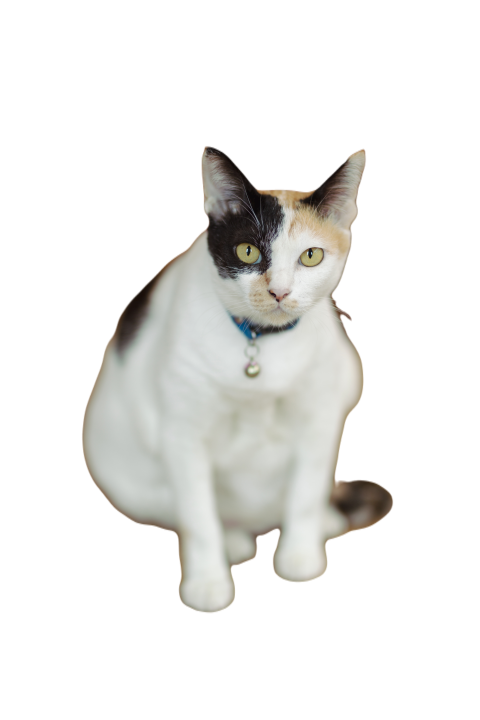 Female cat 2025 01 09 18 47 01 utc