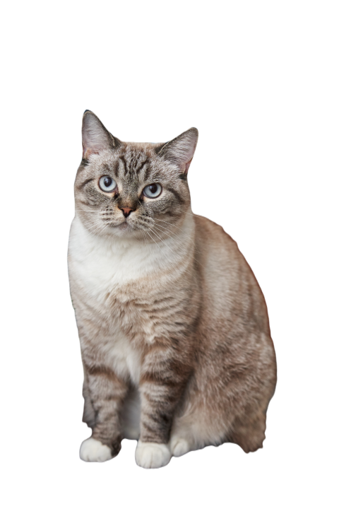 Beautiful gray inquisitive cat sits near the globe 2025 01 07 22 15 59 utc