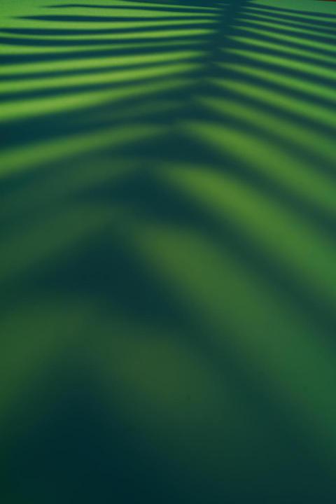 Beautiful fern leaves shadow colored background in 2024 12 04 16 57 58 utc
