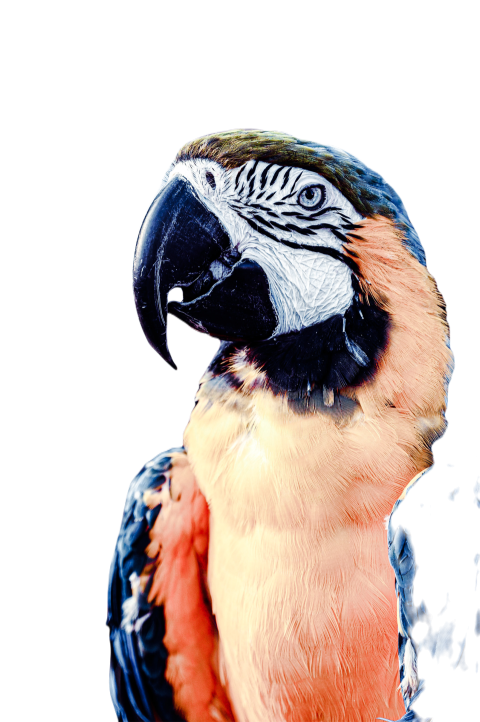 Parrots in the world png file 24